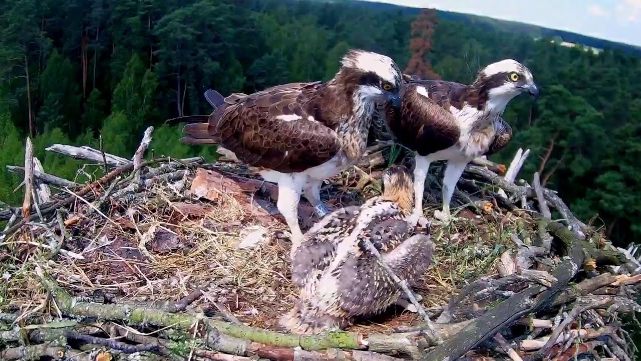 Osprey Nest. Bird Feeds His Chicken With Fresh Fish. Wildfowl Cam | Humane Birding