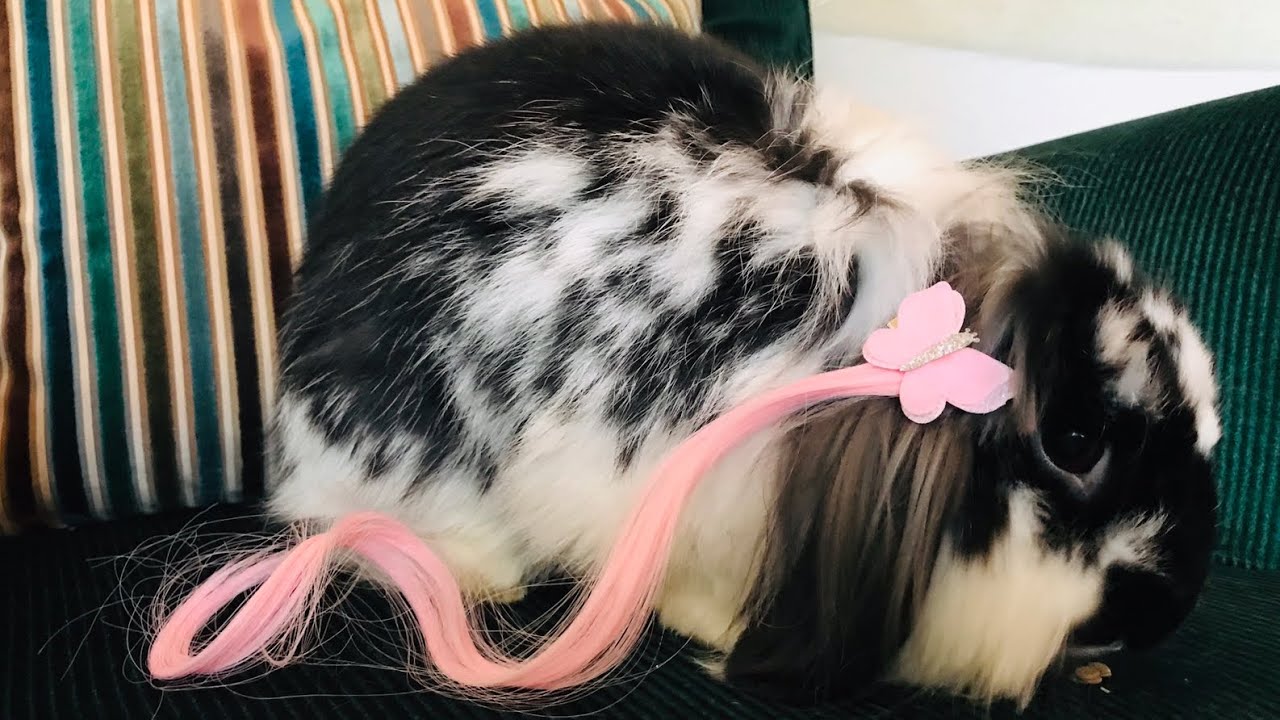Playing Hair Salon with My Rabbit! 🎀🦋✨