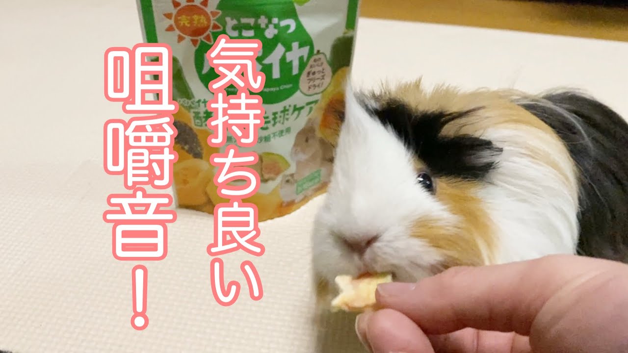 モルモット【コレは良い咀嚼音が出ました♪】This produced a good chewing sound.