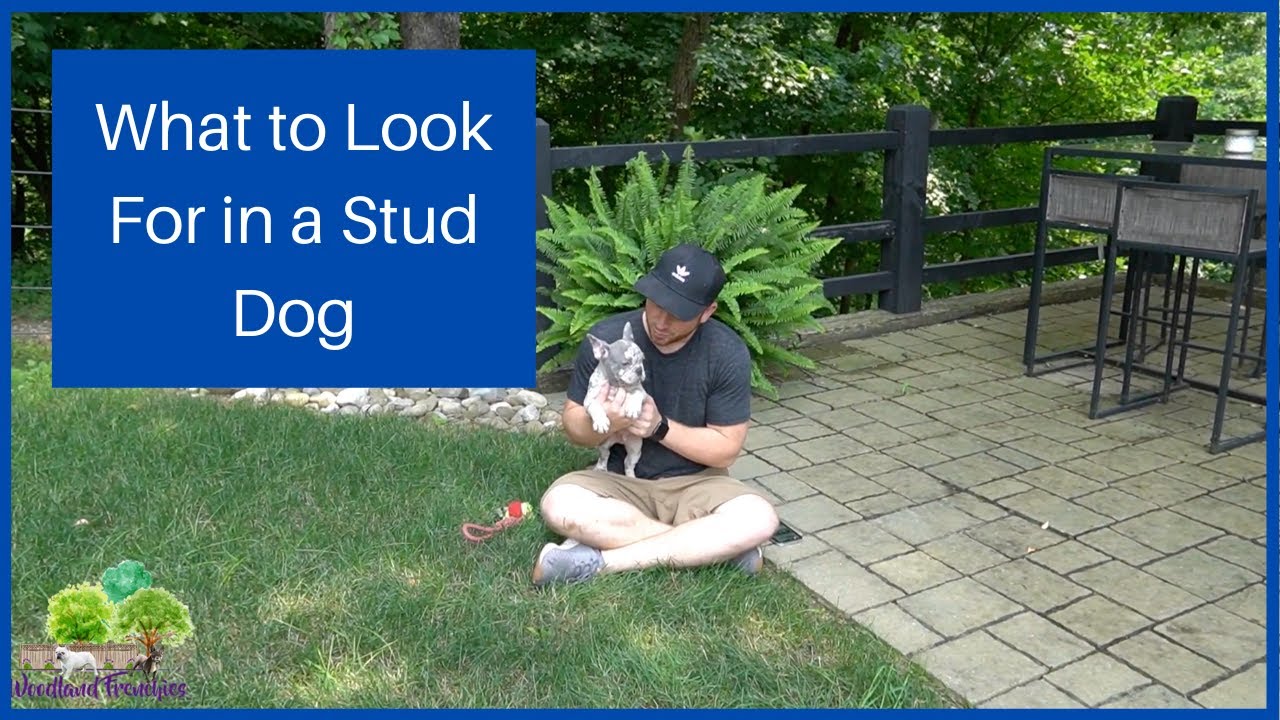 What to Look For When Choosing a Stud Dog
