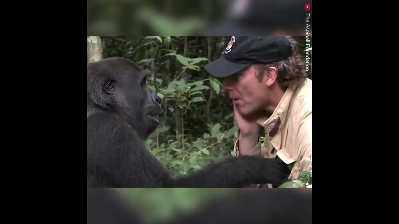 Inspirational Monkey video