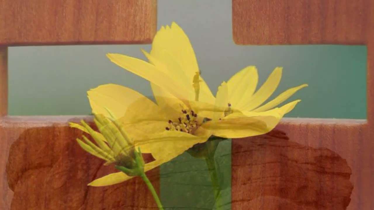 Thankfulness . . . Welcome to New Vine Online