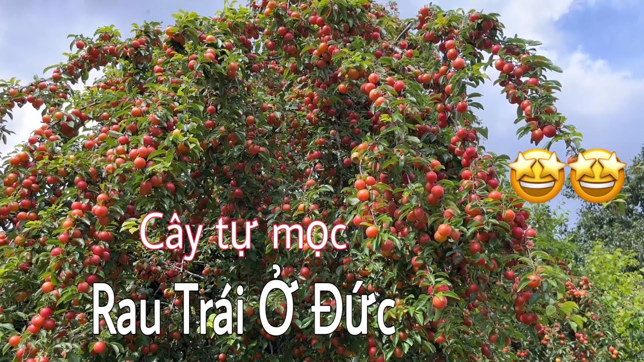 Không thể tin cây tự mọc quả nhiều như vậy. Thu hoạch mận cherry đỏ | Cuộc sống nông thôn ở Đức