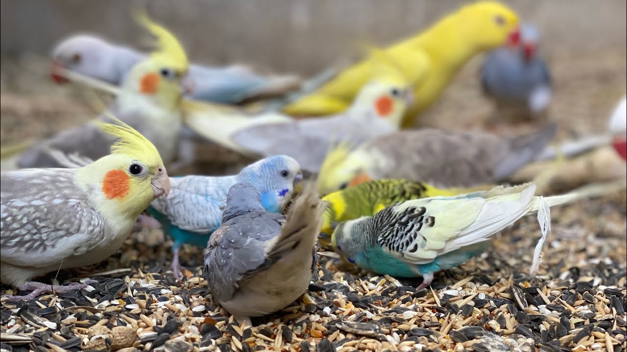 Birds chirping and enjoying #asmr #birdsavairy (Episode-31)