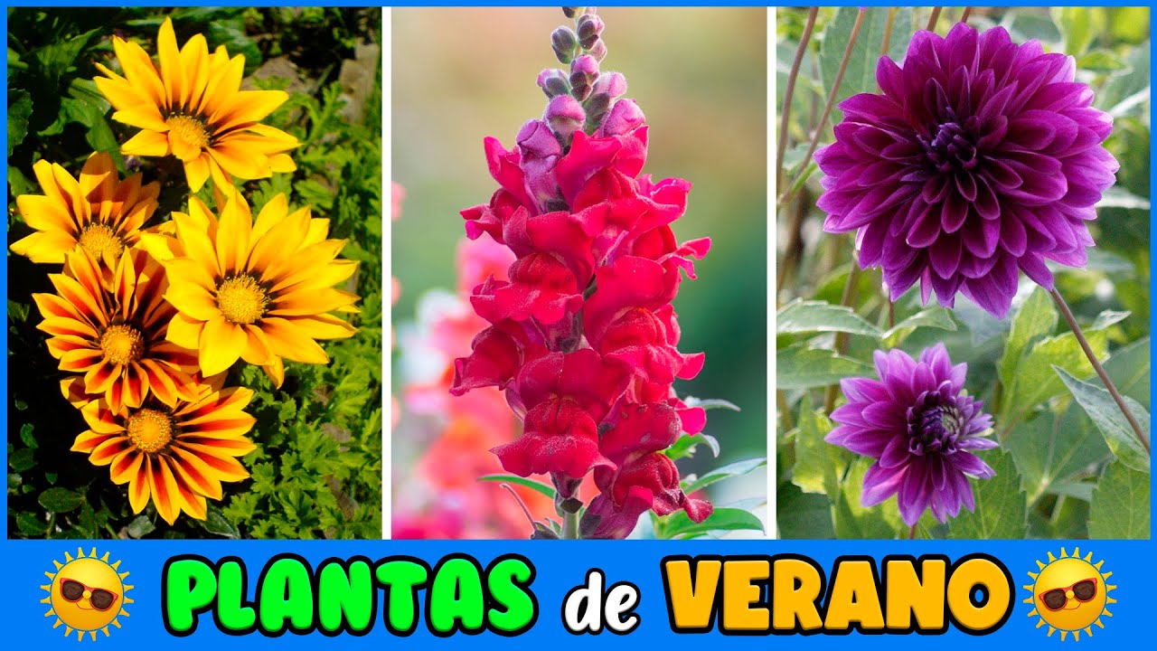 PLANTAS que RESISTEN el CALOR del VERANO