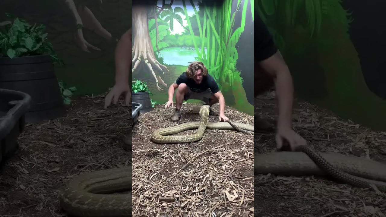 Giant KING COBRA! #Shorts