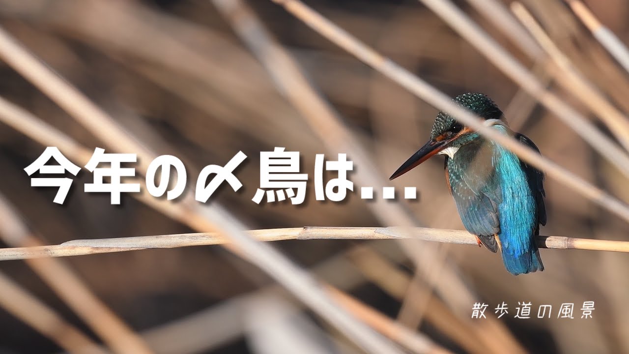 《ゆるい自然観察Vlog179》今年一年ありがとうございました