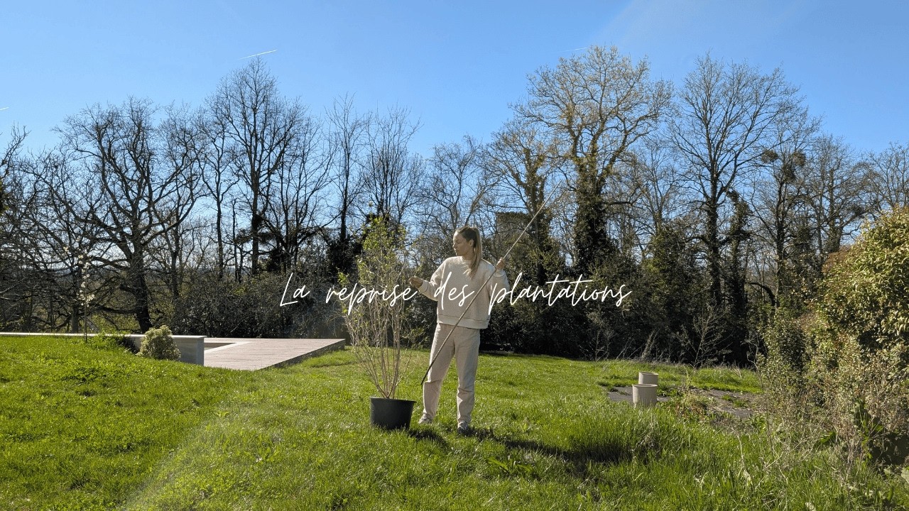 Premières plantations du printemps ; abélia, poirier colonnaire, santoline et fraisiers !