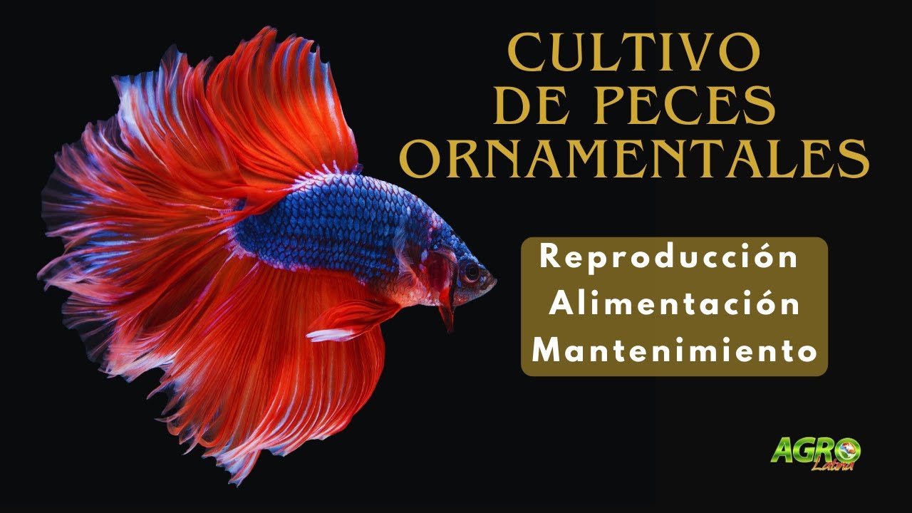 CULTIVO DE PECES ORNAMENTALES Acuacultura, Piscicultura, Acuariofilia, Acuicultura Ornamental