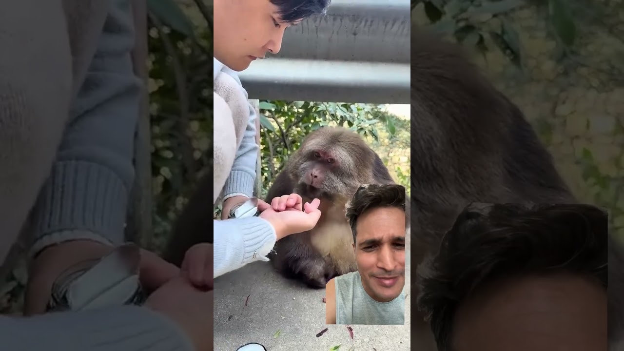 Not Good For Monkeys #monkey #monkeyvideo #monkeybehavior #monkeys #monkeylove #monkeybaby #viral