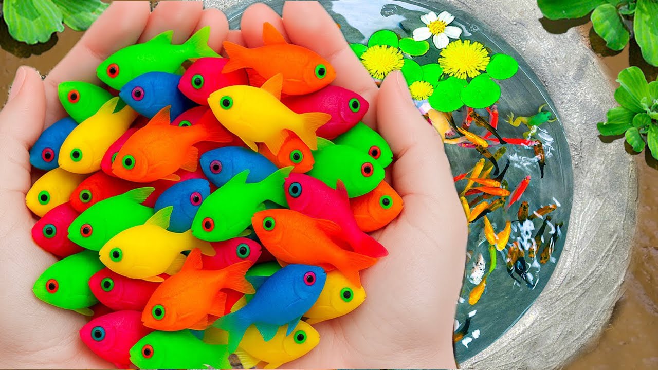 Catch Stunning Stranger Aquarium Fish in Small Pond, Fire Tail Guppy, Turtle,Mini Lion Carp,Discus🐠🐠