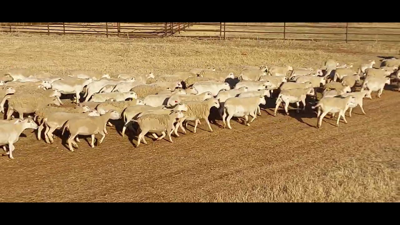 Borregas - Sheep