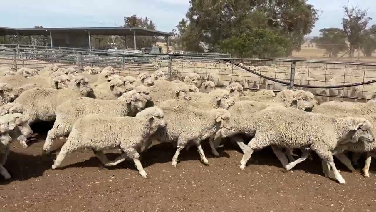 Maple Brown Inv Merino Wether Lambs