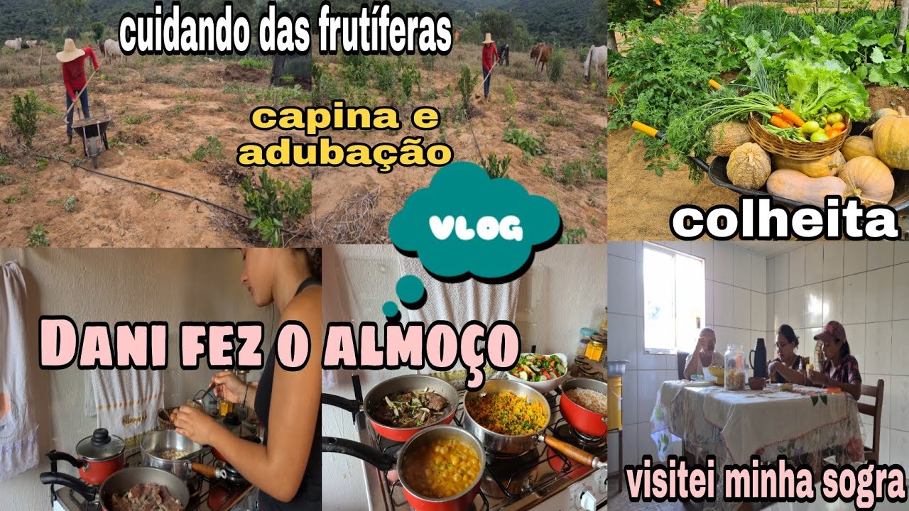 DIA DE LIMPAR E ADUBAR AS FRUTÍFERAS/ FIZ COLHEITA /DANI FEZ O ALMOÇO/ CAFÉ DA TARDE COM A SOGRA