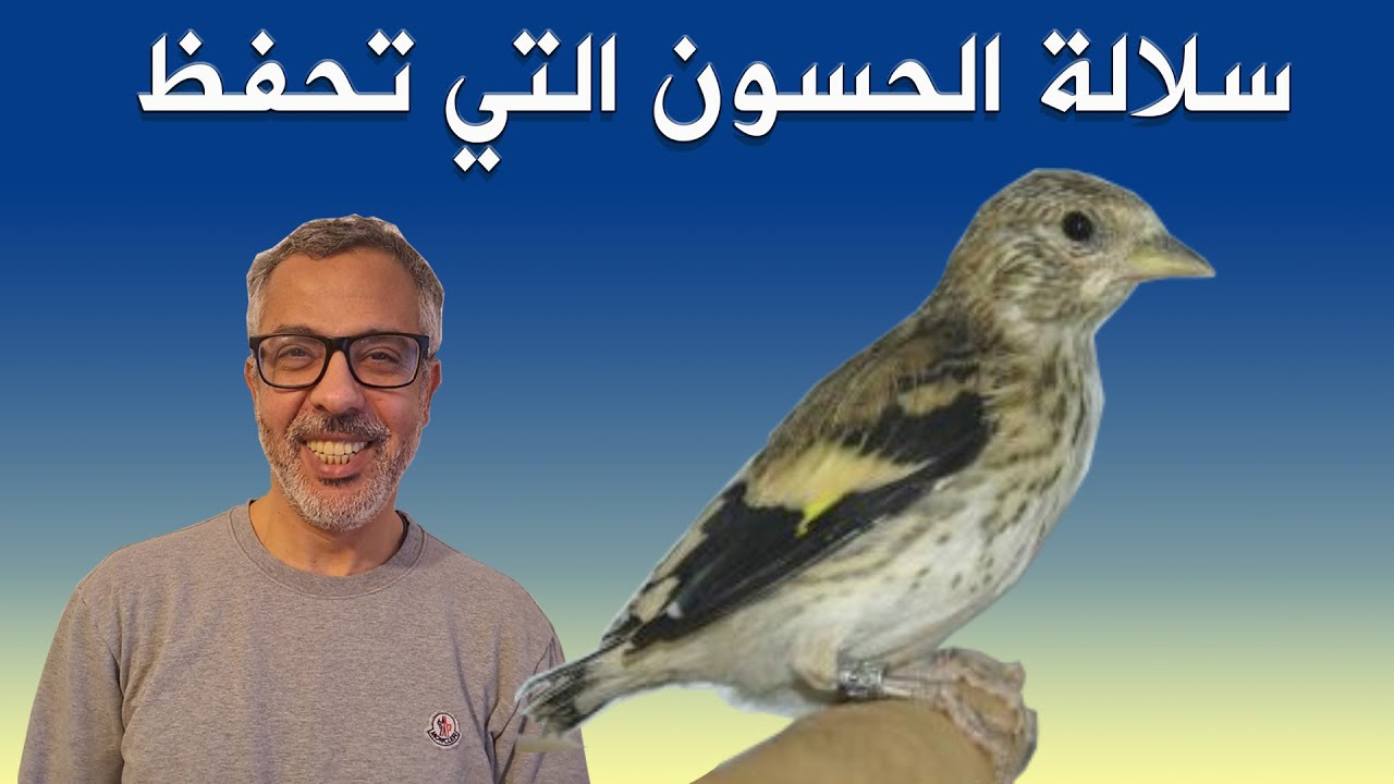 سلالة الحسون التي تحفظ