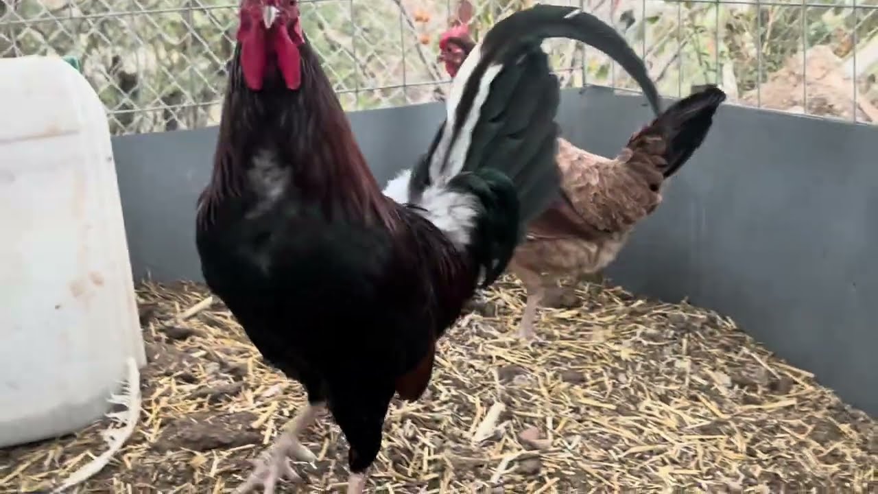 PRIMERO POLLOS EN LIBERTAD 