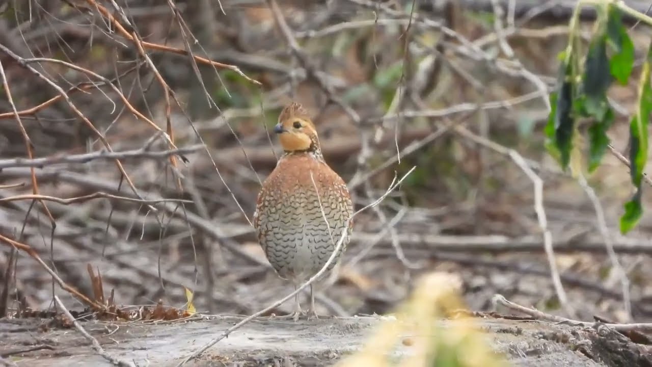 Female Northern Bobwhite