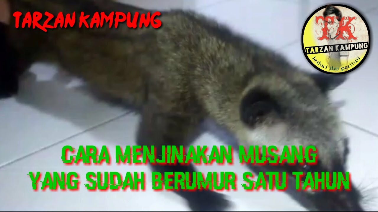 Cara menjinakan musang berumur satu tahun