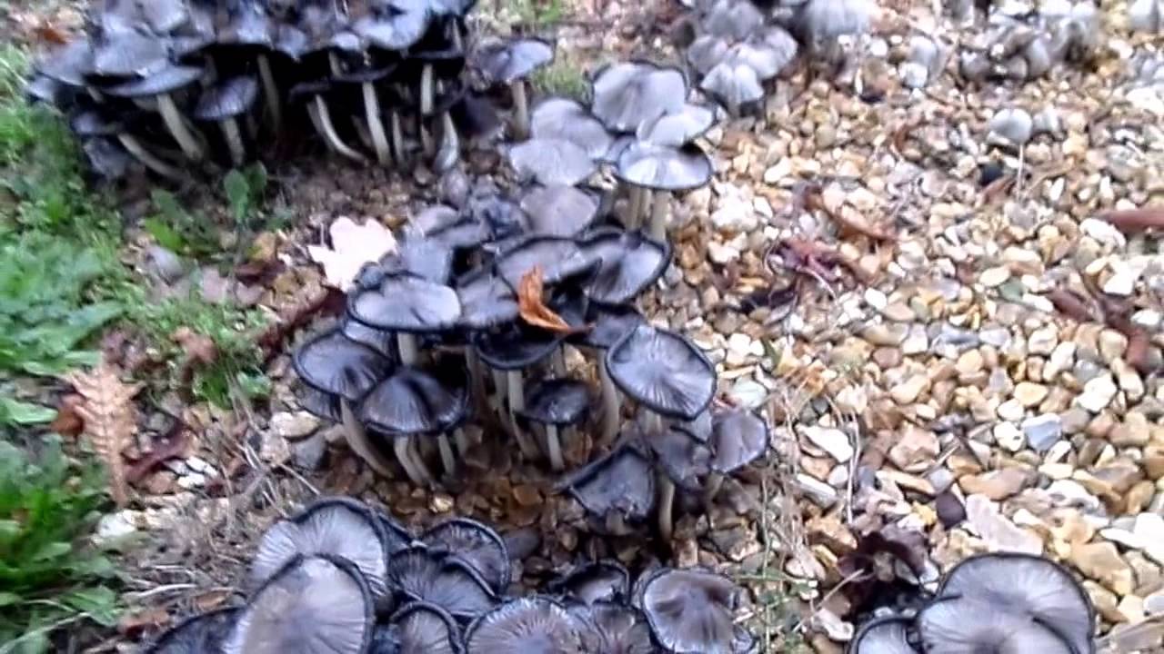 Nature Insights - Common Inkcap Mushroom - a Remedy for Alcoholism!