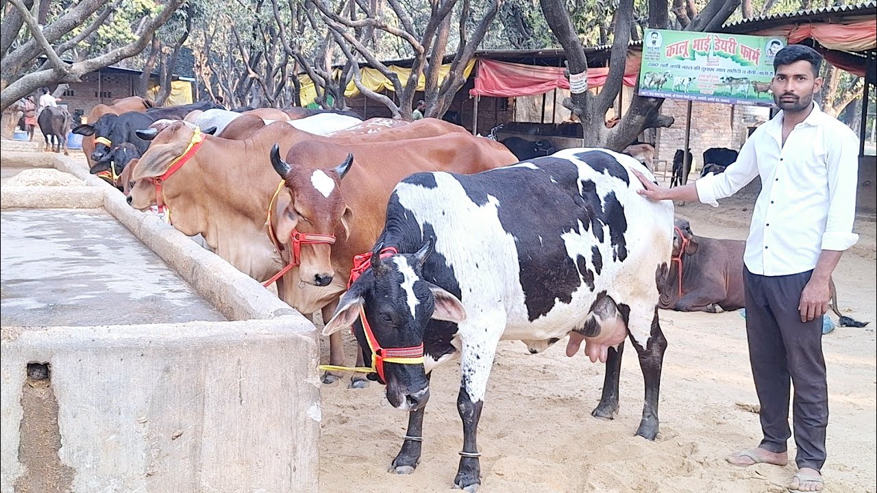 👌✅️ देंखें टाॅप साहीवाल व क्रास ब्रीड गाय उपलब्ध लखनऊ में | kalu bhai dairy farm | sahiwal | #cow 