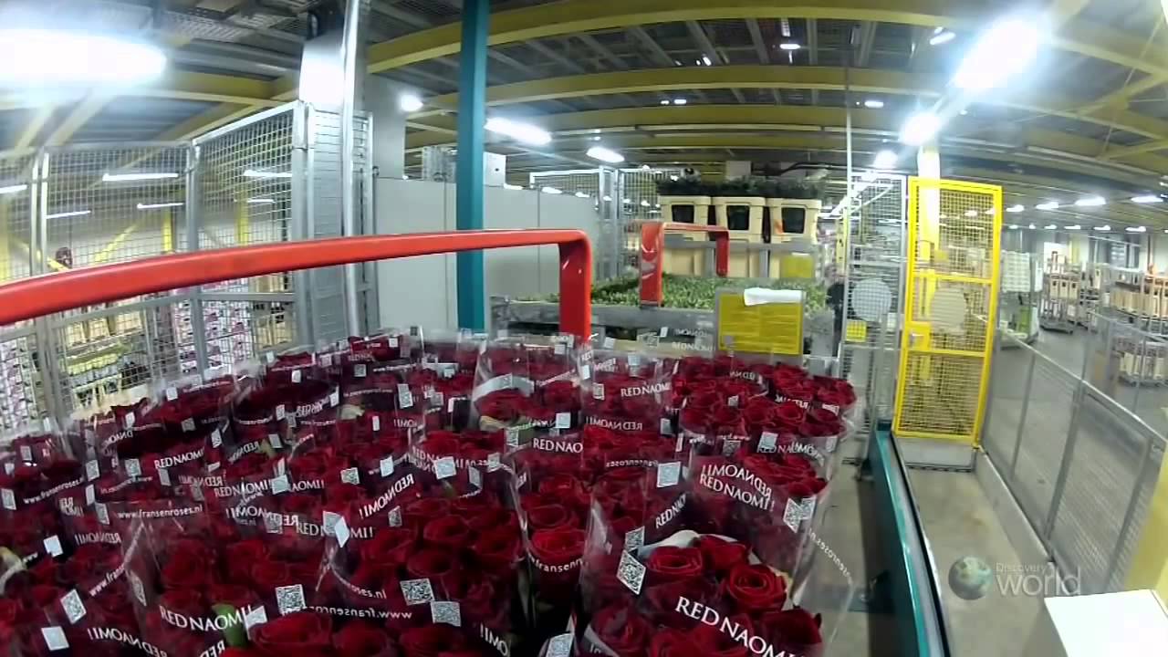オランダ　アールスメール花市場　ドキュメンタリー
