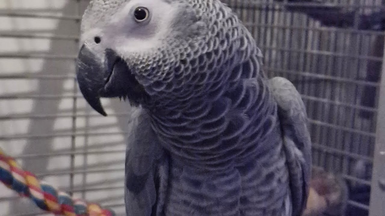 Mr Co Co has a good old chat with me this evening. Love his little voice. 