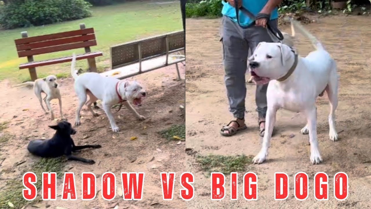  Pitull vs Big dogo argentino vs shadow 😱🤯 | #dogoargentino #viral 