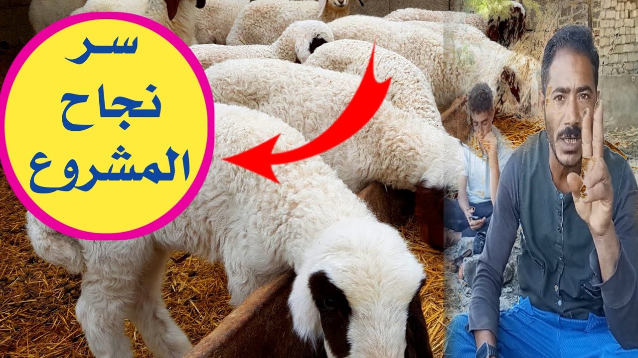 لو سـت بيت هتعملة #اسباب نجاح مشروع تربية الأغنام - طرق الاهتمام بصغار الأغنام مع المربي عمرو