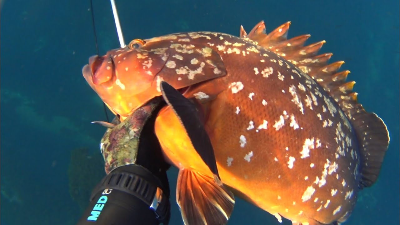 PESCA SUBMARINA EN EL ESTRECHO DE GIBRALTAR A POCO FONDO DESDE TIERRA RECUERDOS