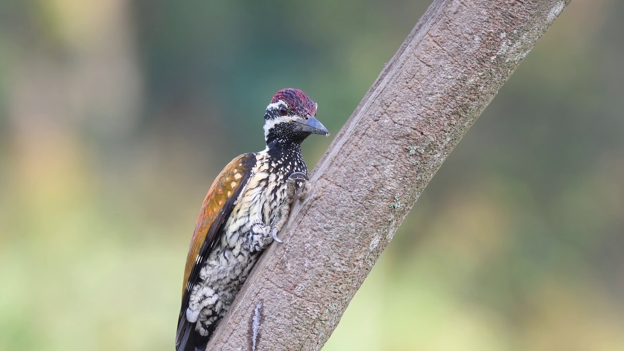 Thattekad - A birder's paradise