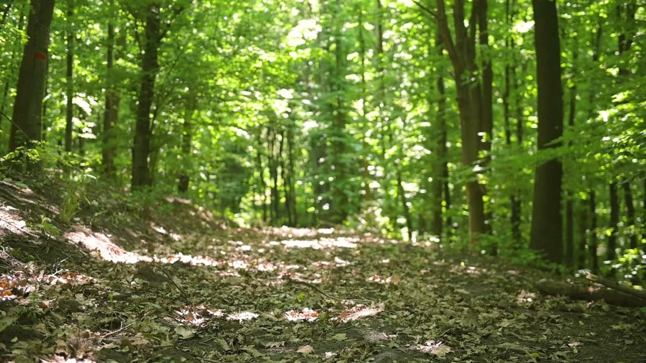Forest Ambient Sounds for Sleeping (10 Hours)