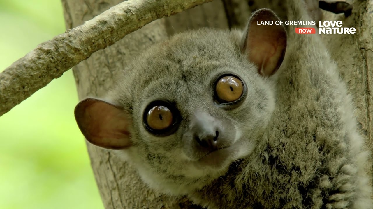 Лемуры - Духи Предков [4k] [UHDTV 2160p] Документальный фильм (Остров Мадагаскар)