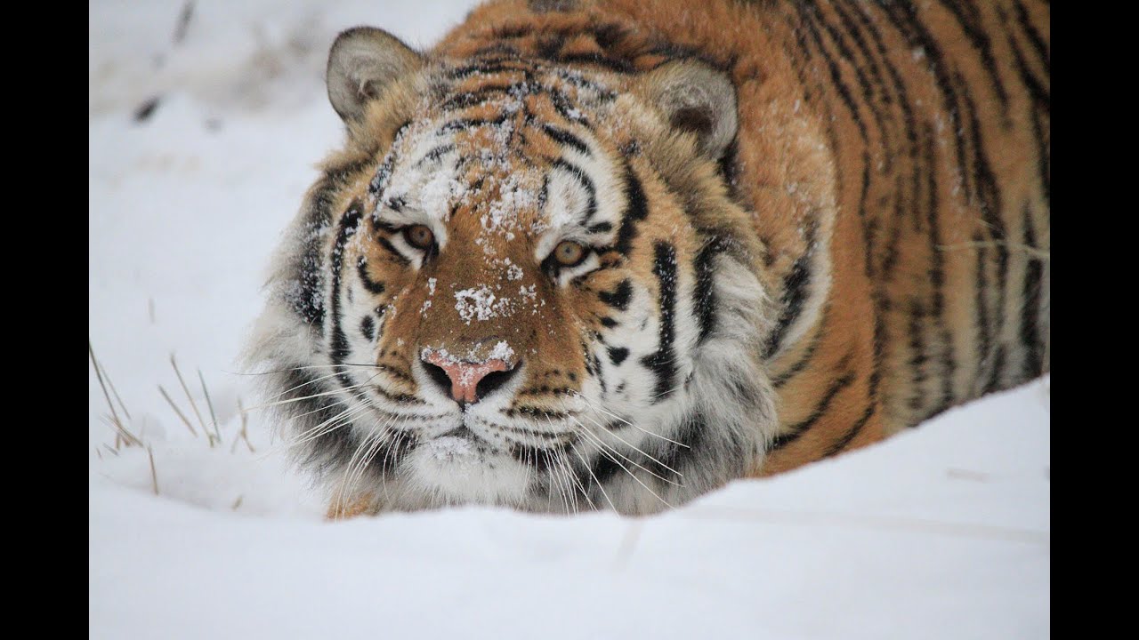 Siberian Tiger Playing in the Ice and Snow, Scout and Atticus