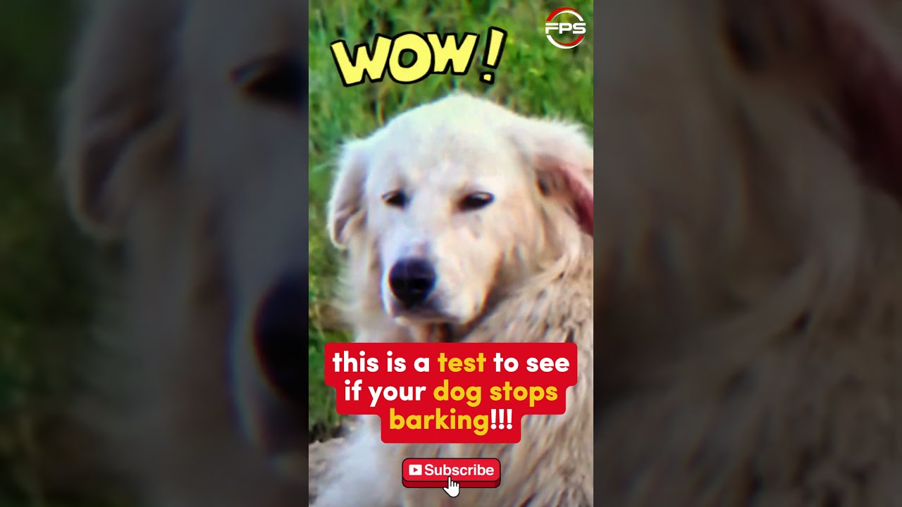 Dog Whistle Sound To Make Them Stop Barking 