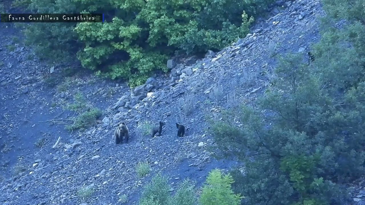 OSA CON TRES OSEZNOS PEQUEÑOS (Ursus arctos)