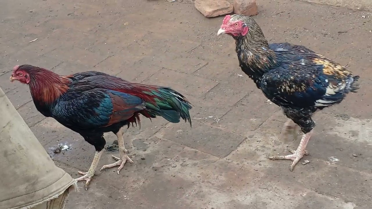 Fighting Aseel Village / Roof Farm #gaonmurga #villagefarm #rooffarm#desivibes #organicchicken