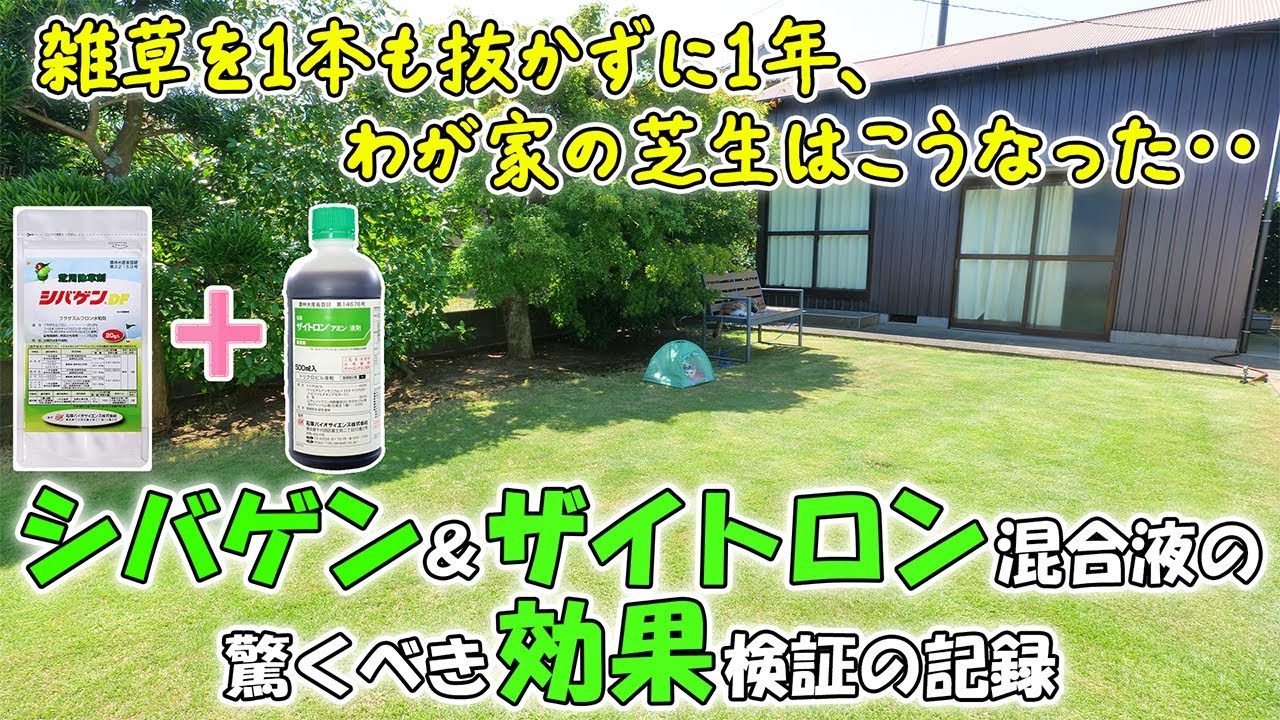 芝生の雑草は1本たりとも抜く必要はないですよ🌱今年の芝生管理の参考にシバゲン＆ザイトロン混合液の驚くべき効果（検証の結果）をご覧ください😊【#芝生 #薬剤管理 #芝生用除草剤】