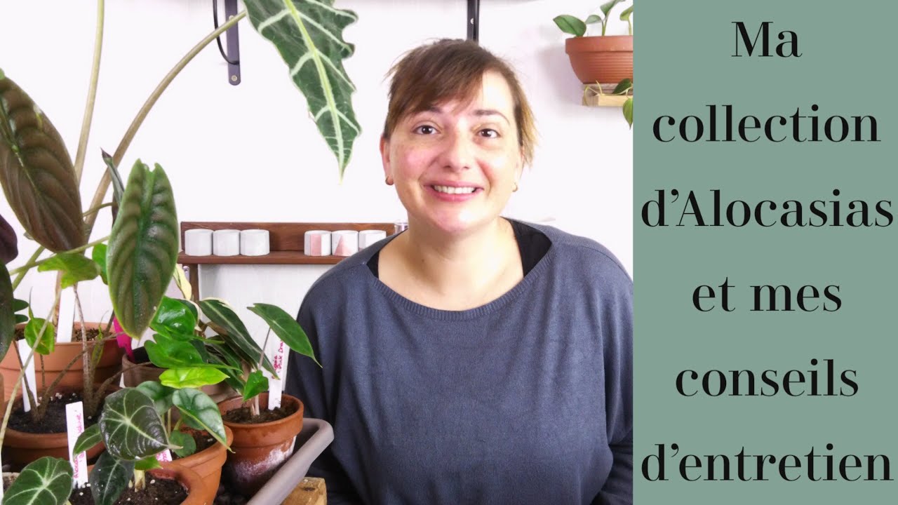 Tous mes ALOCASIA et mes Conseils d’entretien