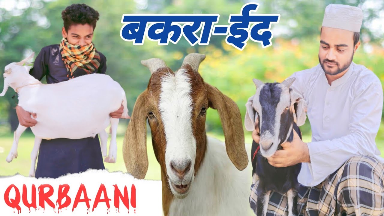 बकरा ईद | Bakra Eid Special | Qurbaani | Emotional Short Film | SK Open Creator