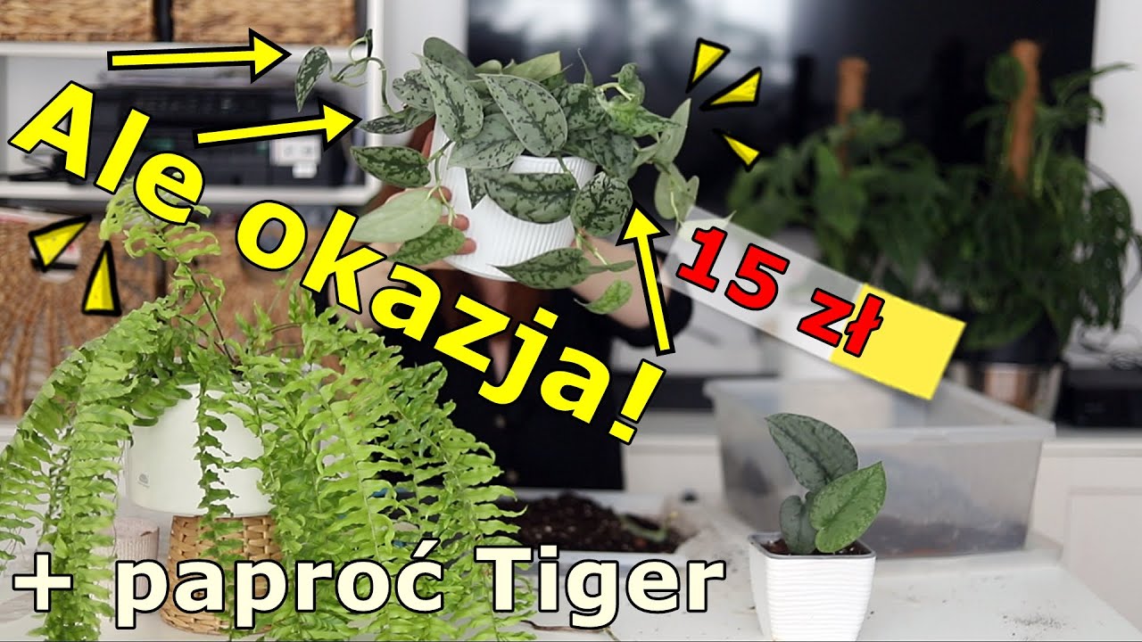 💚 Scindapsusy Silver Lady ze Stokrotki 😍 i przesadzanie pięknej paproci: Nephrolepsis TIGER 💚