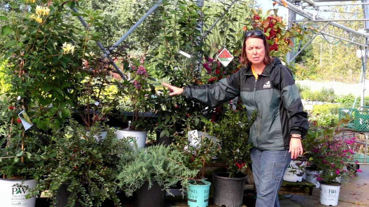 PETITTI Attracting Birds With Berries for Fall and Winter