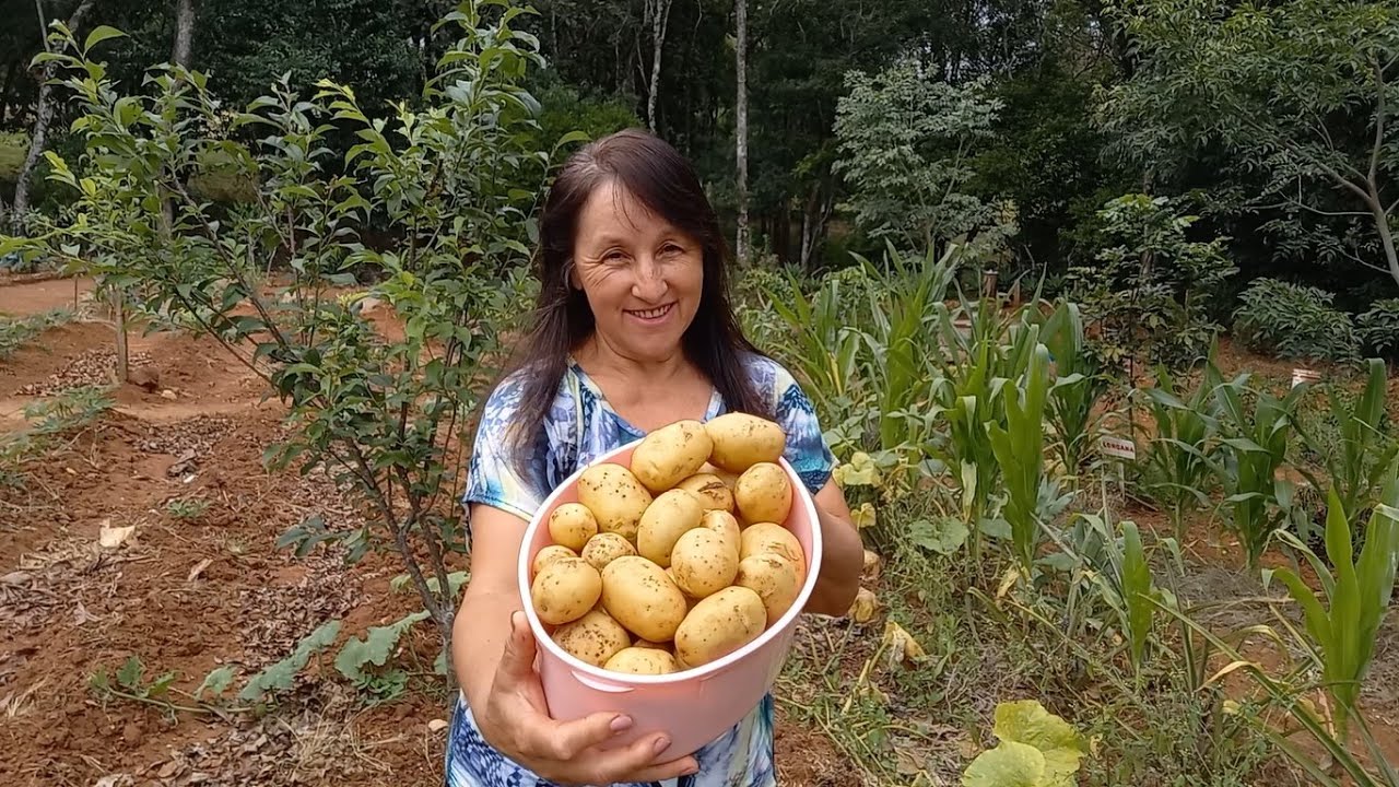 PRIMEIRA COLHEITA DE BATATA INGLESA NO SÍTIO