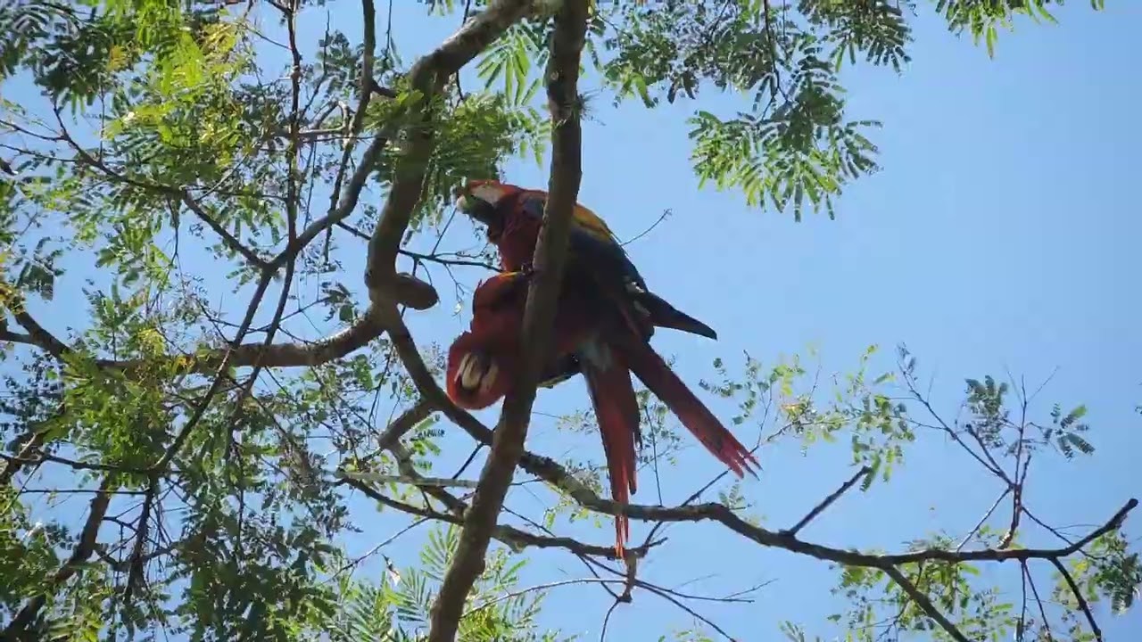El Refugio Secreto de la Guacamaya Roja | Aventura en Laguna del Tigre