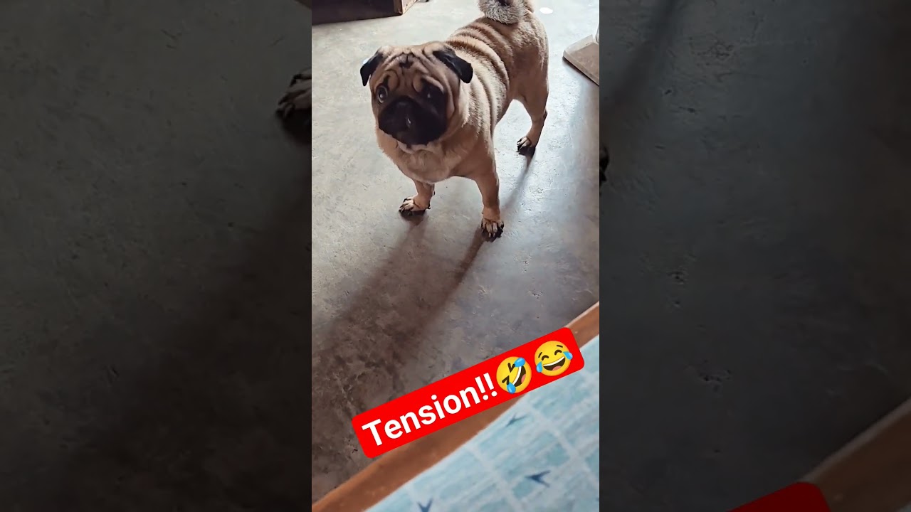 simba ko tension hai!!🤣😂😝🤭😝🤣
