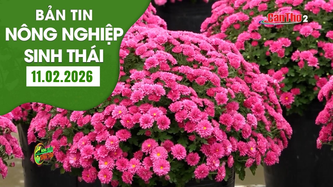 Nhà vườn đưa hoa đẹp, trái ngon xuống phố | Nông nghiệp sinh thái 11.02.2026 | NNST