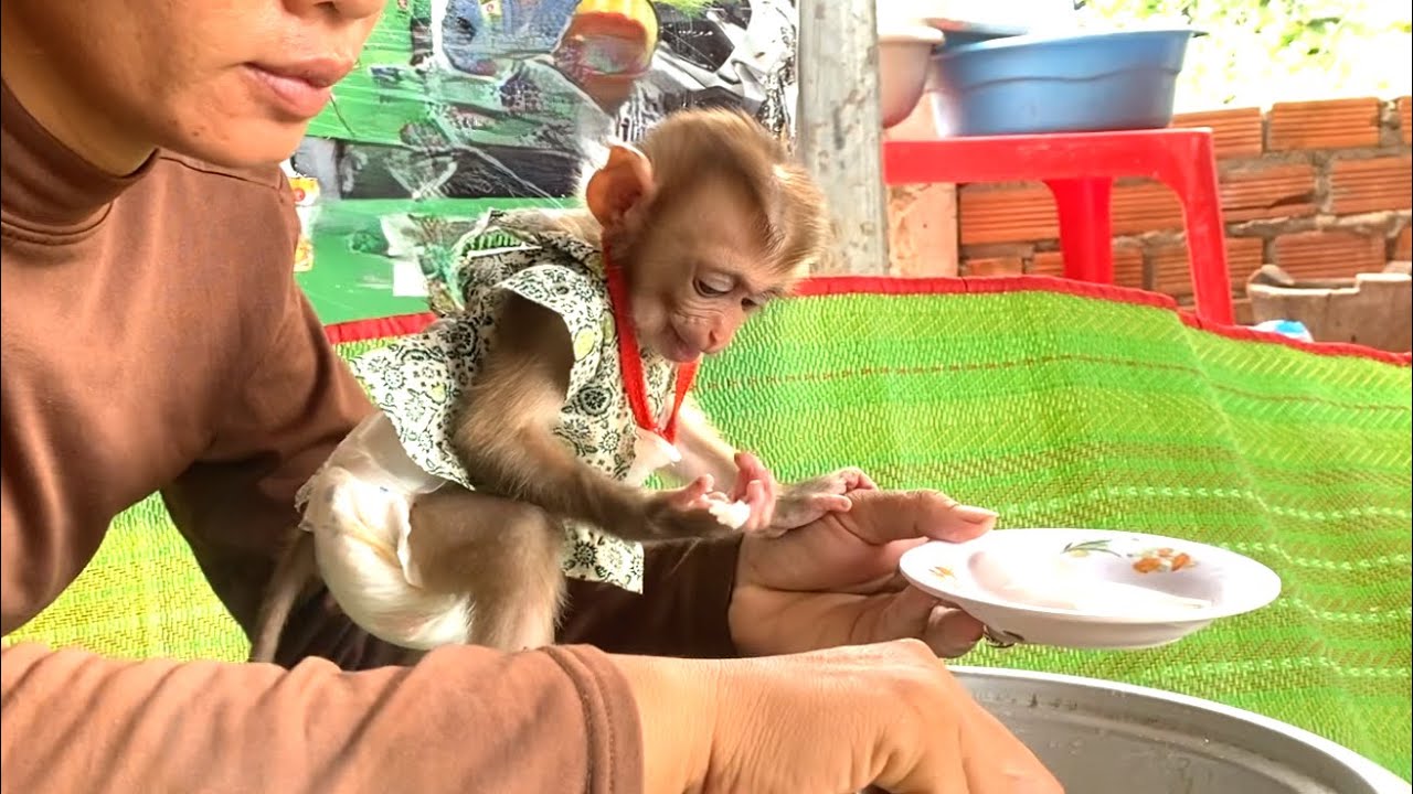 Surprise!! Cute baby LIORA was so happy when she saw rice On her hand and Receive a bowl Of Rice
