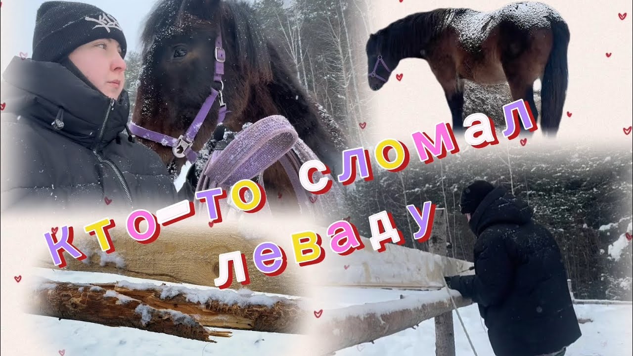 Коноблог | одна на конюшне | ремонтирую леваду | 