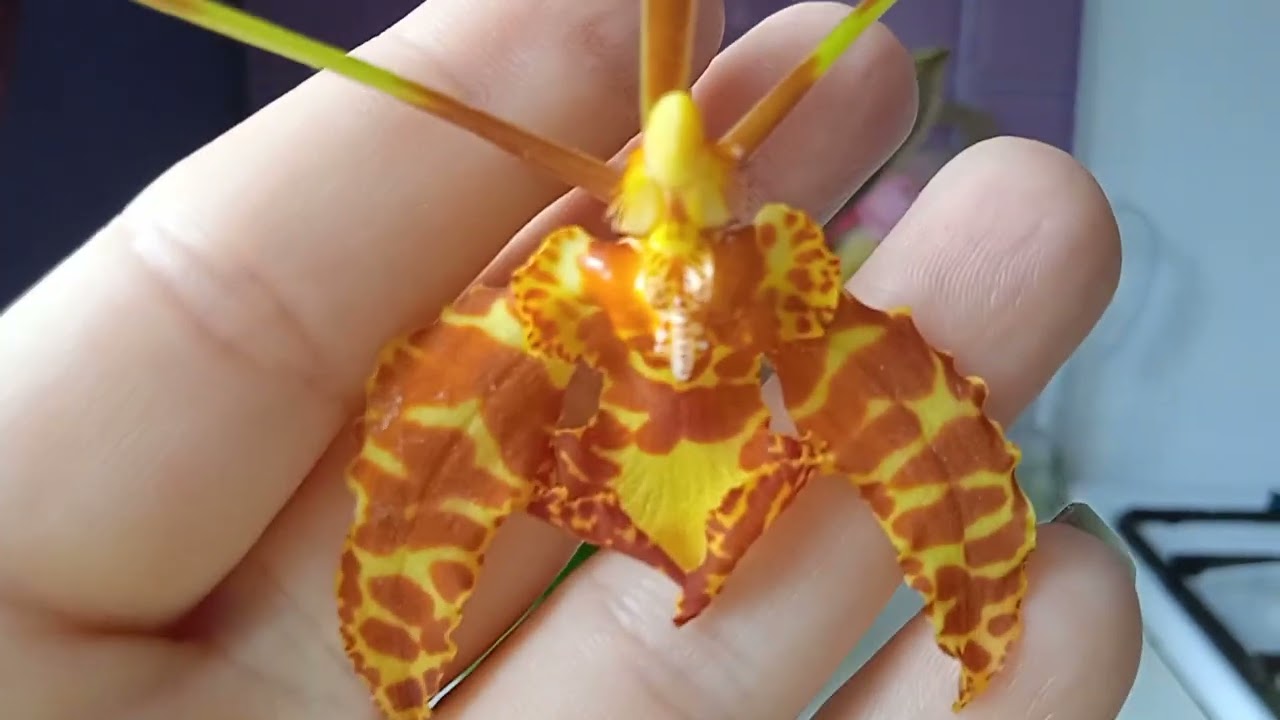 Psychopsis Mariposa,, Green Valley,, Психопсис зеленая долина