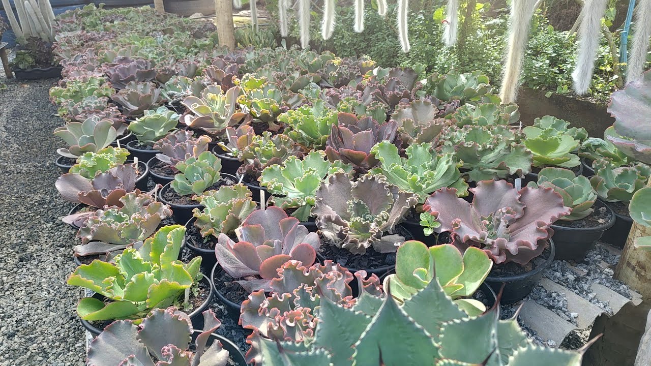 gibifloras novas da coleção