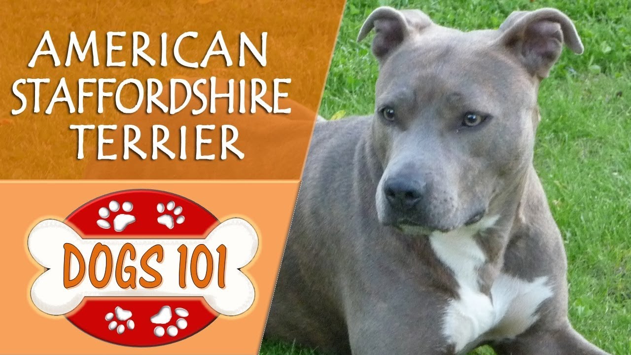 Dogs 101 - AMERICAN STAFFORDSHIRE TERRIER - Top Dog Facts About the AMERICAN STAFFORDSHIRE TERRIER